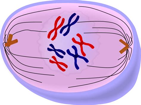 Prophase