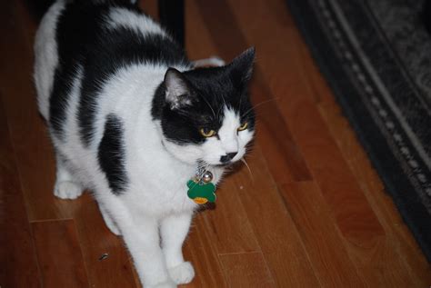 Felix -- Submitted by Carol in South Burlington VT | Flickr
