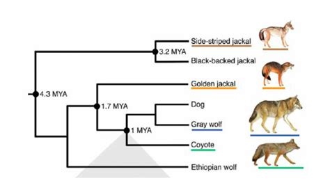 Domestication Of Animals Timeline