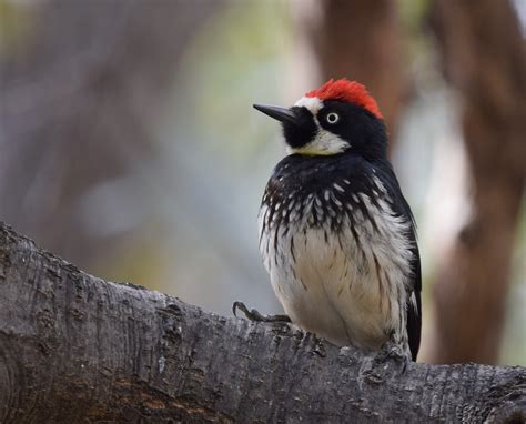 Creature Feature: Acorn Woodpecker