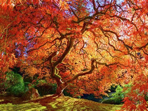 Japanese maple tree - vintagefiln