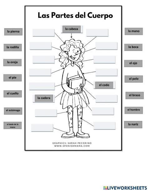 Body Parts (Spanish) worksheet | Body parts in spanish, Spanish ...