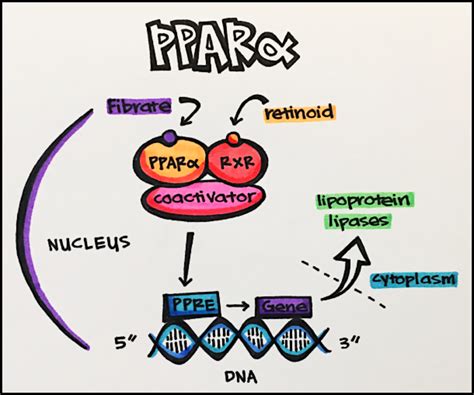 15. Nuclear Receptors – Principles of Pharmacology – Study Guide