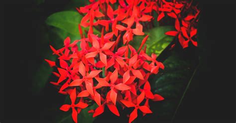 Free stock photo of #RED_FLOWER_IN_BLACK_BACKGROUND, beautiful flower ...