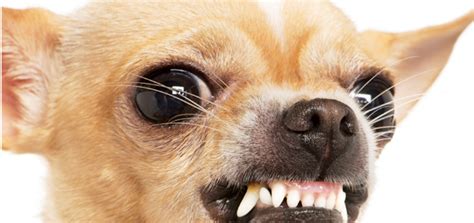 Why Growling is Good | Modern Dog magazine