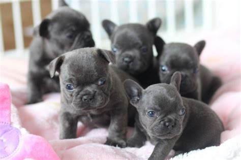 AKC MINI FRENCH BULLDOG PUPPIES AVAILABLE FOR NEW HOMES. NIVO For sale ...