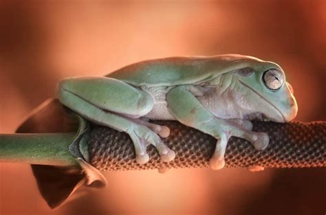 Where Do Frogs Sleep? Understanding How and Where Frogs Sleep