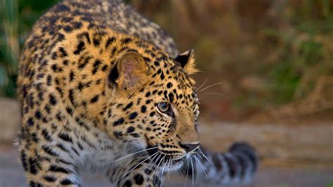 Leopard | San Diego Zoo Animals & Plants