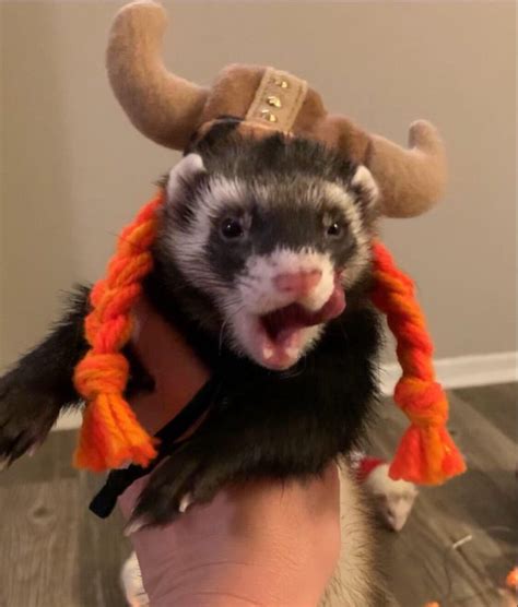 Best Ferret Halloween Costumes – The Modern Ferret