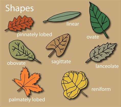 Botany Basics: Understanding Leaves