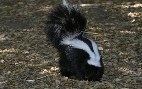 Tips on How to Get Rid of Skunks on Your Property - Animal Control ...