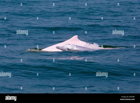 Indo pacific humpback dolphin hi-res stock photography and images - Alamy