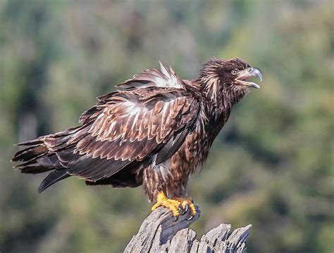 Ruffled Feathers Photograph by Carl Olsen - Fine Art America