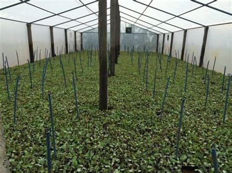 Eucalyptus Clones / plants & Eucalyptus Clones Plants by Sai Eucalyptus Nursery, Ongole