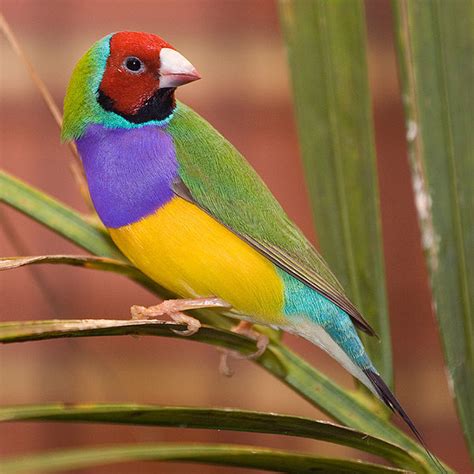 The Gouldian Finch Beautiful Bird | The Wildlife