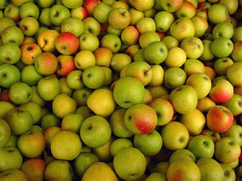 Green Apples 1 Free Photo Download | FreeImages