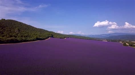 Best Provence Lavender Tours 2024: Blooms, Beauty, and Beyond - Overlook Press