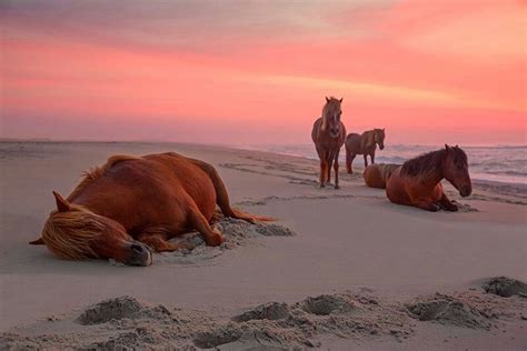 Wild ponies on Assateague at sunrise... Pretty Horses, Horse Love ...