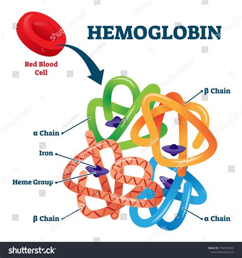 Hemoglobin Red Blood Cells Oxygen Transport Stock Vector (Royalty Free) 1764183872 | Shutterstock