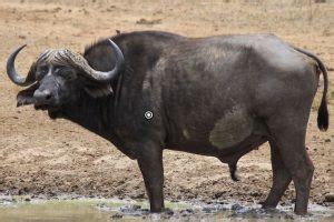 Cape Buffalo Hunting In South Africa - Big Game Hunting Adventures