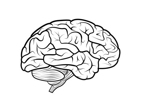 Brain Outline Detailed Medical Graphic Drawing 17038543 Vector Art at Vecteezy