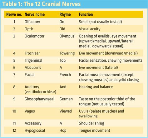 cranial nerves - Google Search | Cranial nerves, Nerve, Dental humor