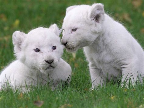 Two cute white lion cubs on the grass