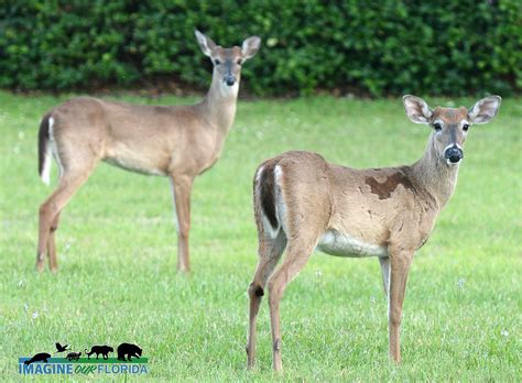 White-tailed Deer | Imagine Our Florida, Inc