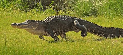 Melodioso oler Hambre crocodile running Mirar fijamente Inmundicia Ficticio