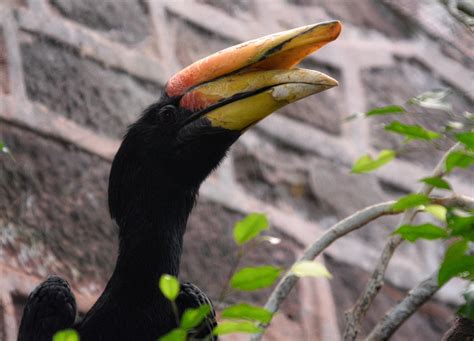 Male Rhinoceros hornbill - ZooChat