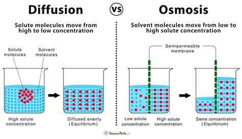 Redirect Notice | Osmosis, Biology lessons, Biology labs