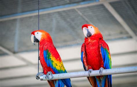 Beautiful Red Macaw Parrot Perched on a Branch, Pet Concept Stock Image - Image of fauna, macaw ...