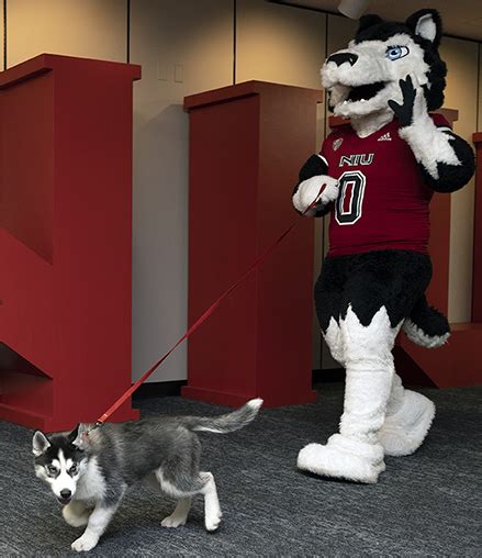 NIU STEAM | Northern Illinois University