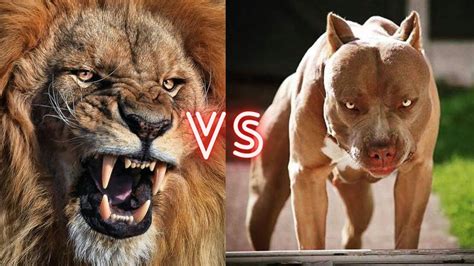 Lion vs Pitbull: Who Would Win In A Fight - Petsmartgo