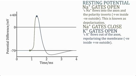 Action Potential, Resting Potential & Refractory Period (Graph) - YouTube