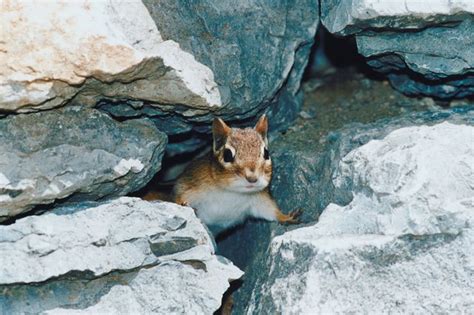 How to Tell a Mole Hole From a Chipmunk Hole | Hunker