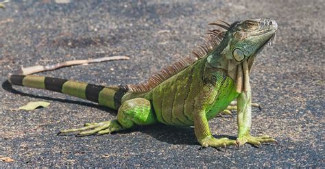 What Do Green Iguanas Eat? - A-Z Animals