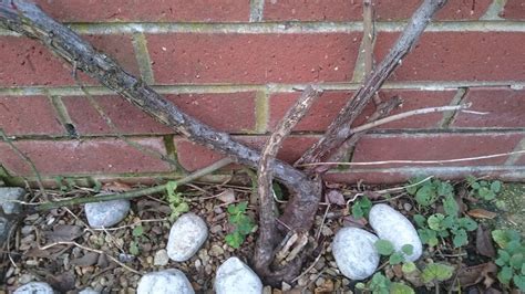 pruning - How far back should you prune rambling roses with lots of old ...