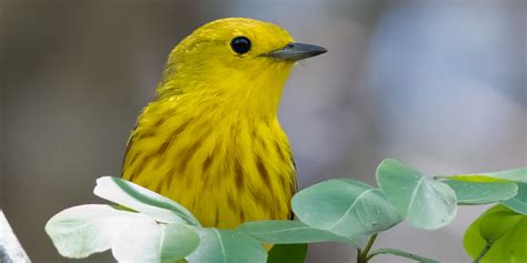 American yellow warbler | Smithsonian's National Zoo