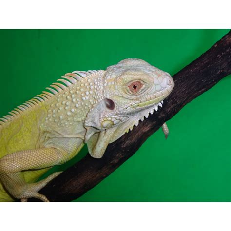 Albino Iguana - juvenile NO FLORIDA SALES - Strictly Reptiles