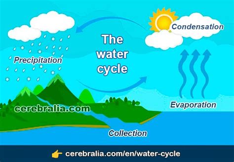 THE WATER CYCLE 】 ️ Evaporation, Condensation, Precipitation