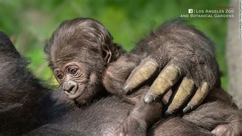 WATCH: LA Zoo welcomes first baby gorilla in over 20 years - WTOP News