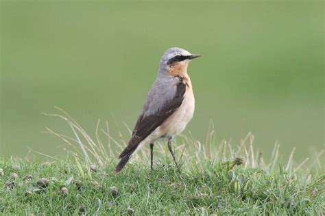 Northern Wheatear - song / call / voice / sound.