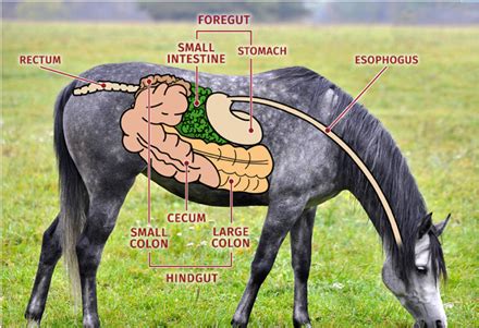 11/22/22 Horse Nutrition Flashcards | Quizlet