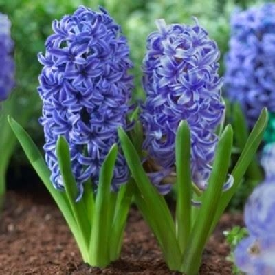 Winter Flower bulbs buy online flat 50% OFF on plantsguru.com