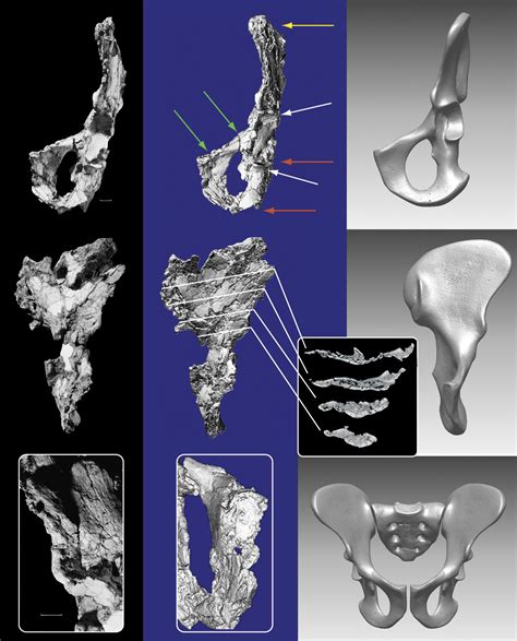 Meet Ardipithecus Ramidus - Early Hominid Common Ancestor Was Neither ...