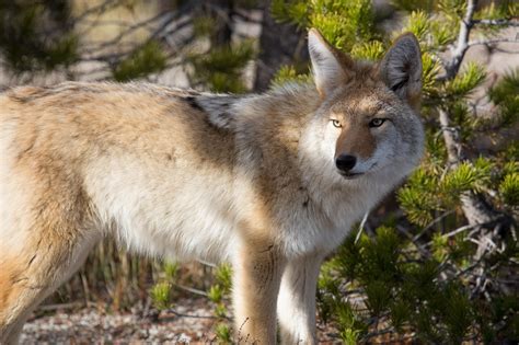 Coyotes studied as stand-ins for endangered ferrets