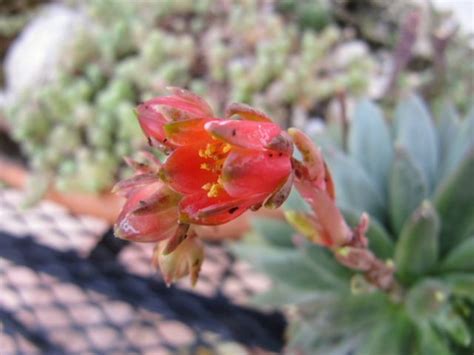 Succulents do grow in Florida | Pictures of succulents, Succulents, Growing succulents