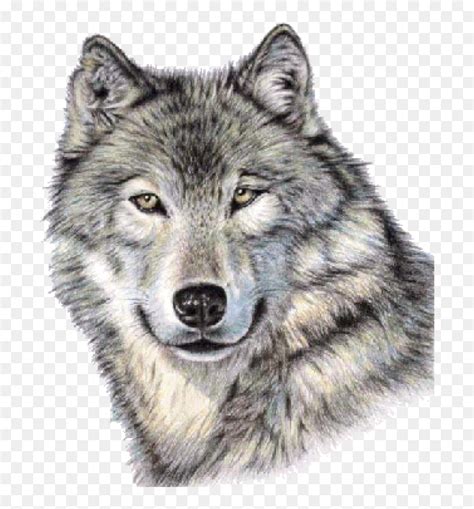 Cute Wolf Face Png Image - Realistic Wolf Face Drawing, Transparent Png - vhv