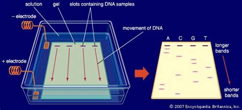 Why is gel electrophoresis important? | Socratic